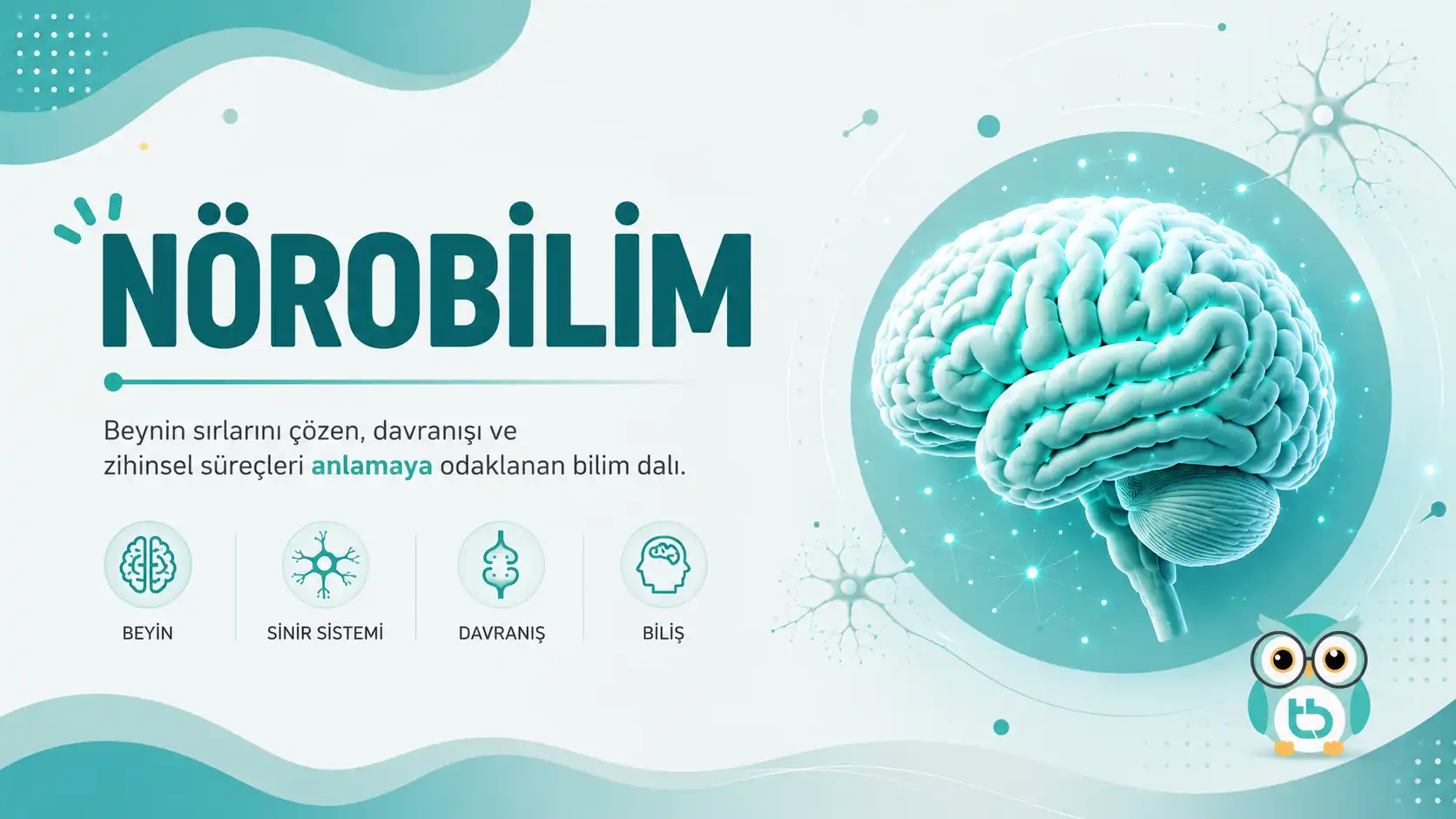 Nörobilim Nedir? Sıfırdan Başlayanlar İçin Beyin Rehberi